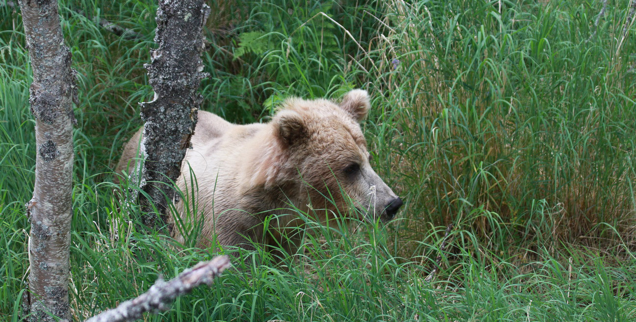 Denali Katmai
