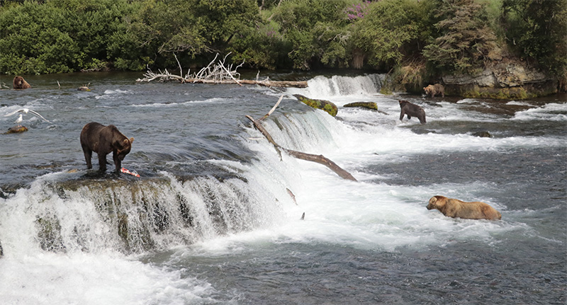 Katmai Brooks Falls